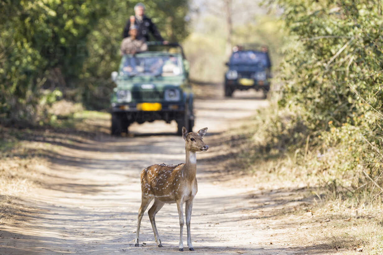 Jim Corbett National Park